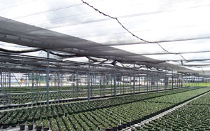 Riverview Flower Farm innovative watering system