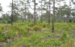 Palmetto Brush Removal